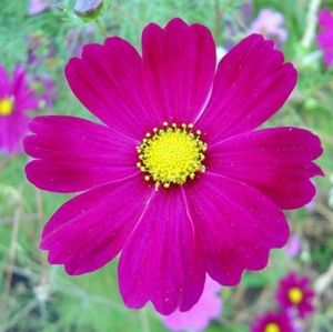 Meet your Posher, Yatzil